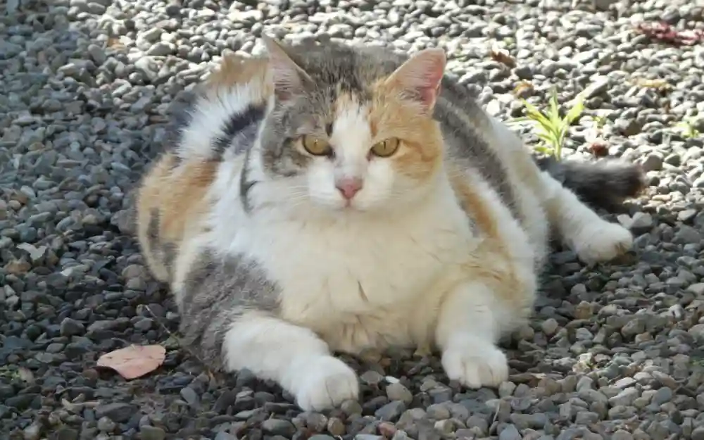 Is Your Pet Suffering From Pet Obesity?