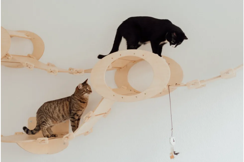 3 Tips on Respecting Your Cat