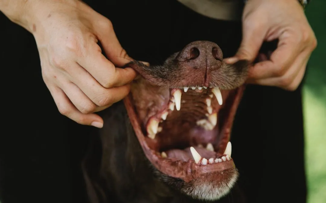 How To Brush Your Pet’s Teeth