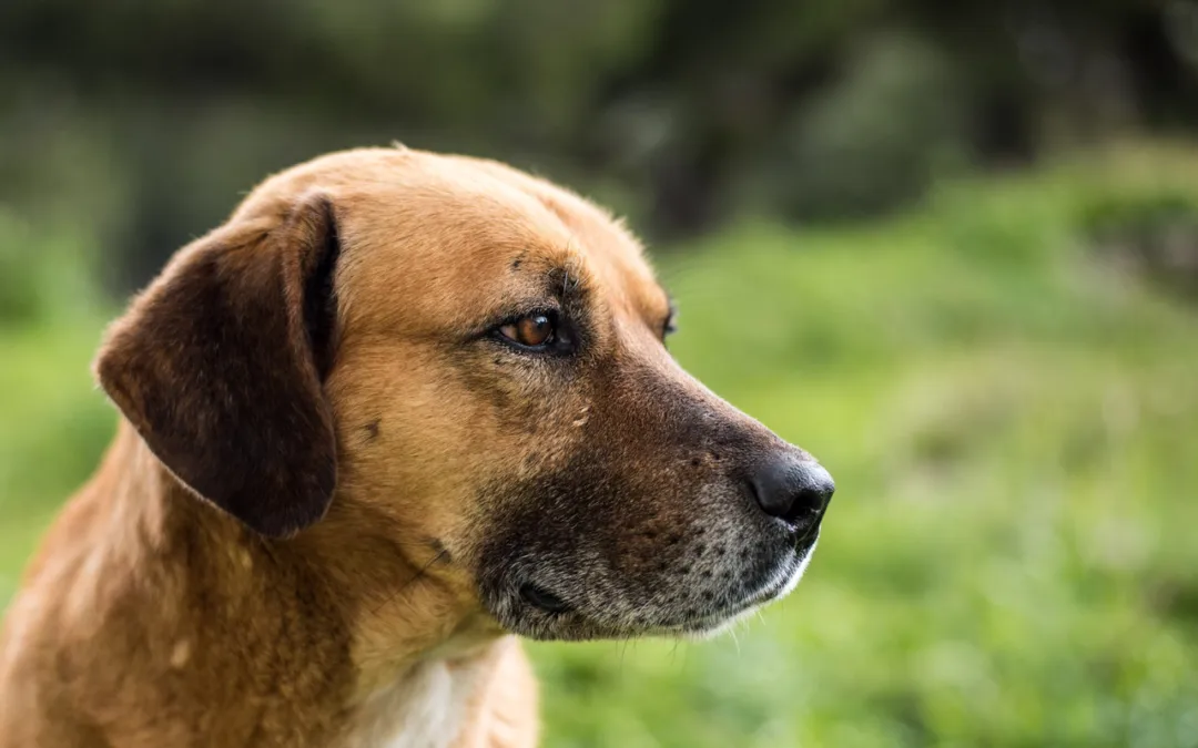 Does Your Dog Have Canine Anxiety?