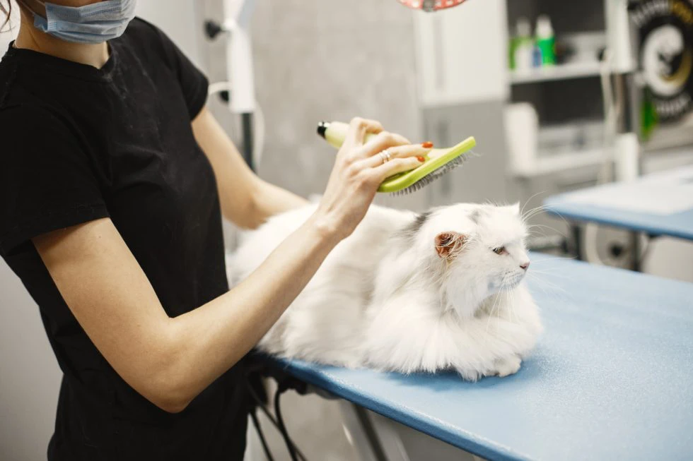 3 Benefits of Regular Pet Grooming