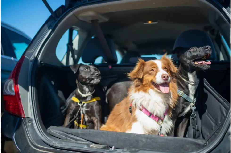 3 Tips to Traveling with Your Pet during Spring Break