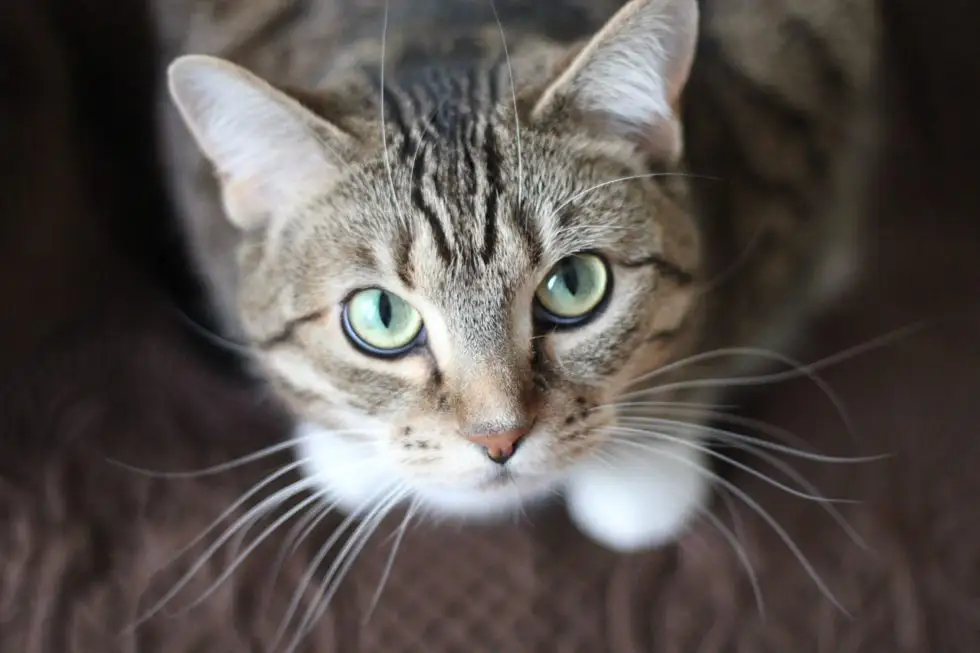3 Ways to Help Your Newly Adopted Cat Feel at Home
