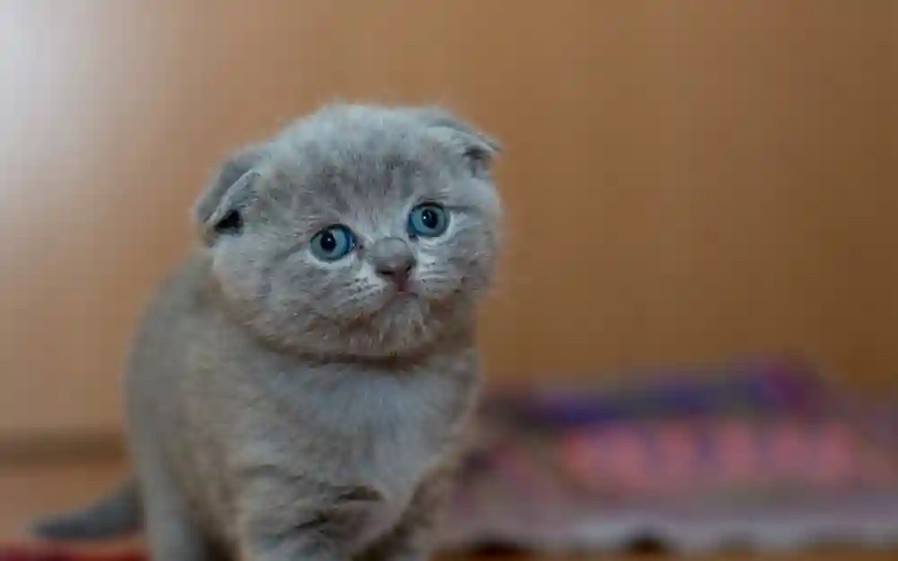Signs That Your Cat Could Be In Pain