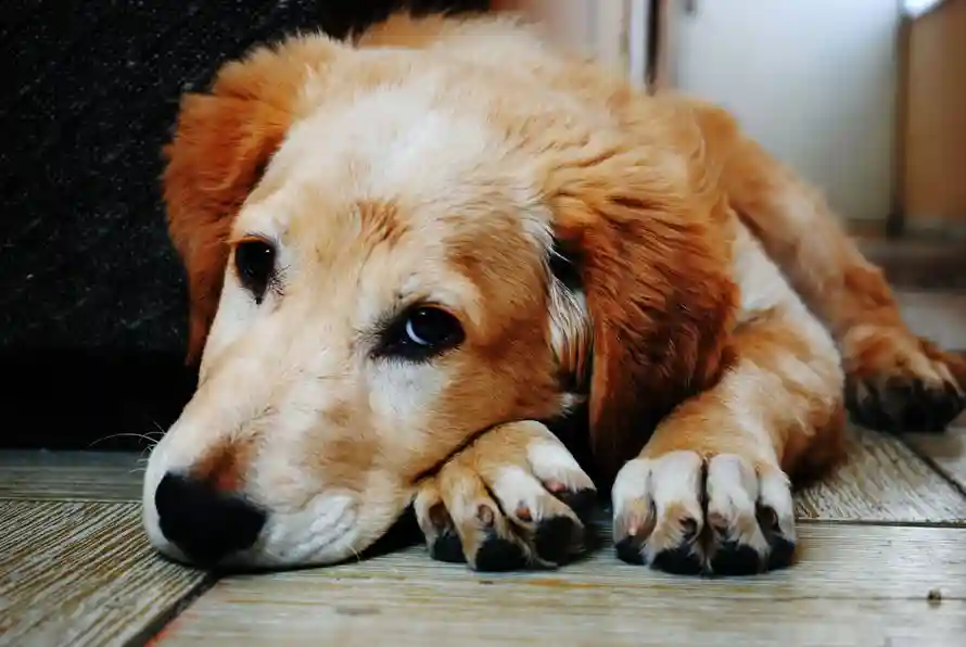 Recognizing Signs Of Pain In Your Pet