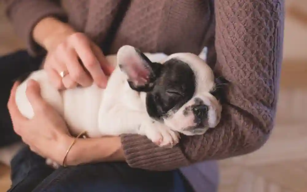 Why You Need To Stay Current With Your Pet’s Vaccines