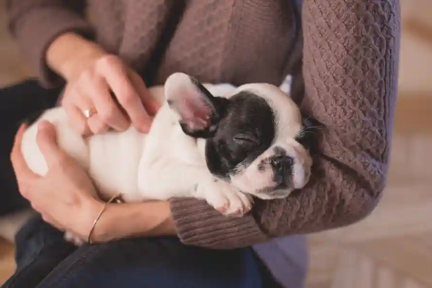 Caring For A Pet Suffering From Diarrhea and Vomiting