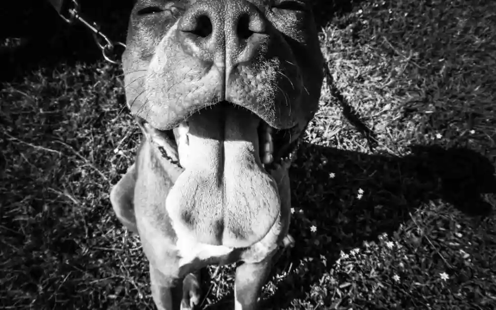 The Health Risks Of Kissing Your Dog