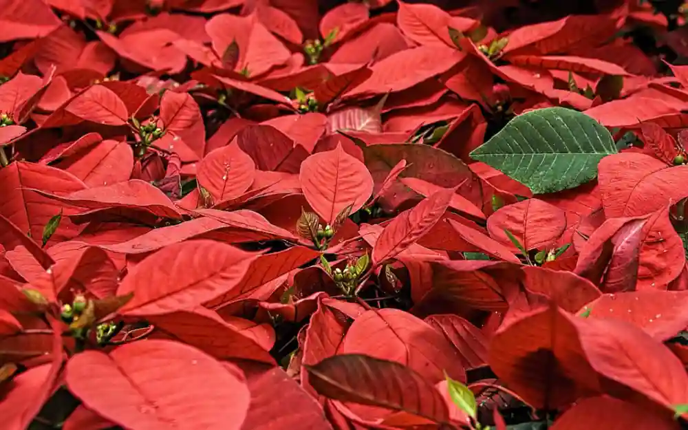 Watch Out For These Holiday Pet Dangers In Your Home