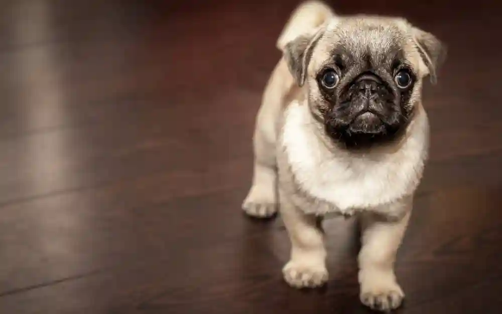 Explaining Your Dog’s Odd Habits