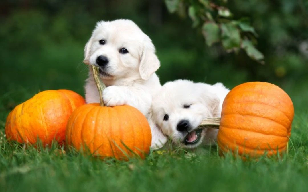 Safe Thanksgiving Food For Your Pet