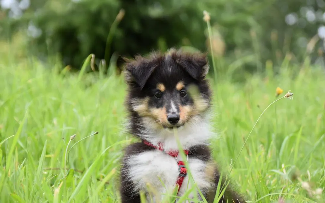 How Pet Vaccines Can Protect Your Pet From Disease