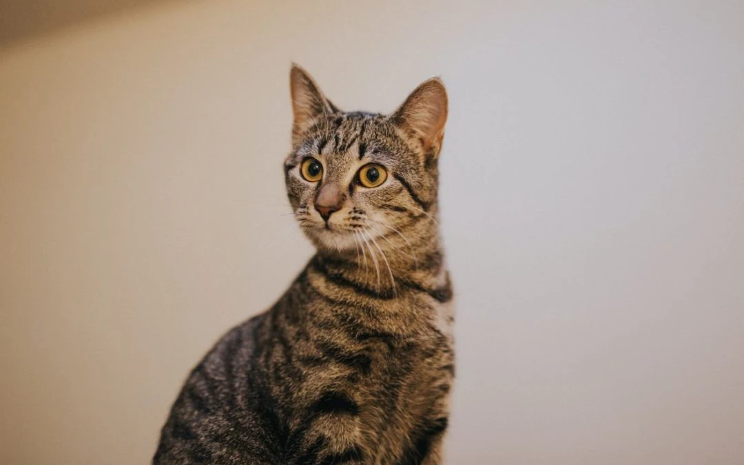 Could Your Cat’s Hairballs Indicate a Serious Issue?