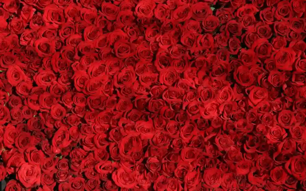 Tips For Keeping Your Pet Safe On Valentine’s Day