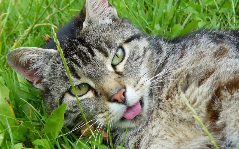 Secondhand Smoke Is Bad For Your Pet’s Health