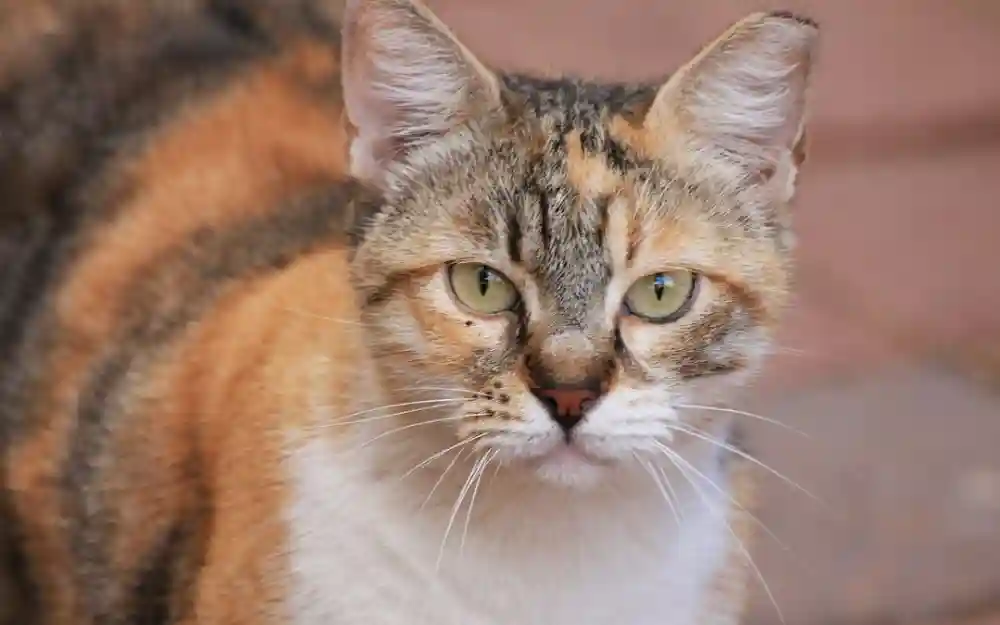 Important Tips To Keep Your Senior Cat Healthy