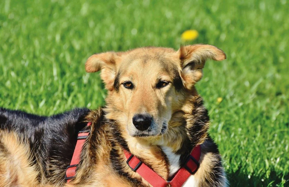 Should You Vaccinate Your Pet?