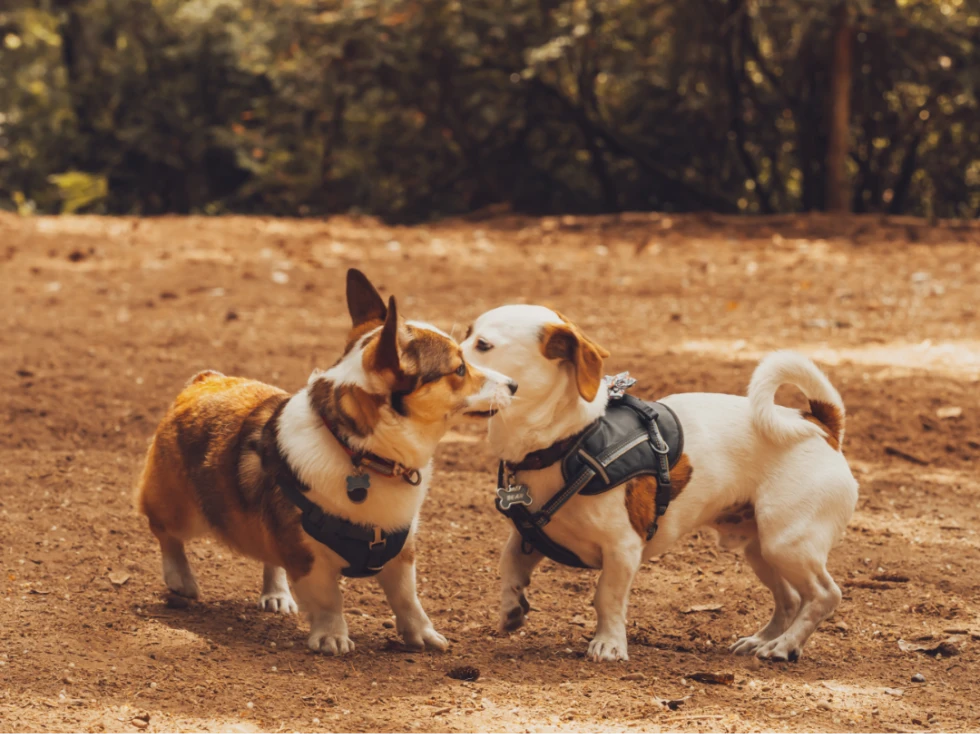 The Importance of Socialization in Pets