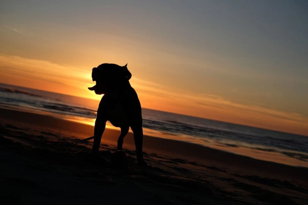 Keep Your Dog Safe at the Beach This Summer