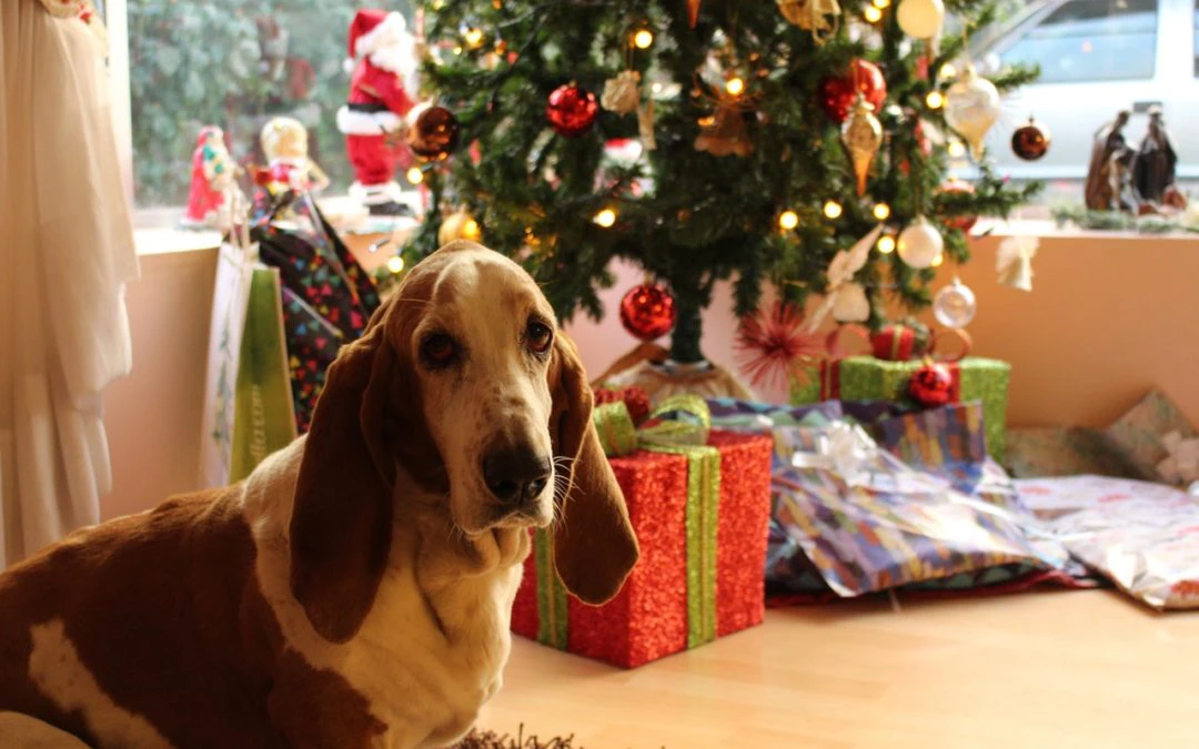 The Top 3 Gifts Your Pet Wants Under the Christmas Tree