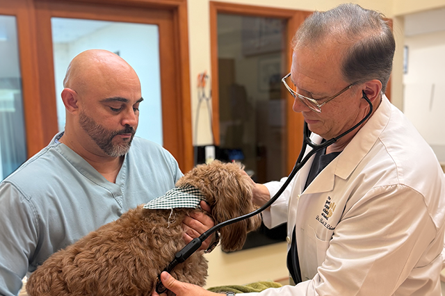 A calm dog lies comfortably across an exam table at Pet Care Clinic of Doral.