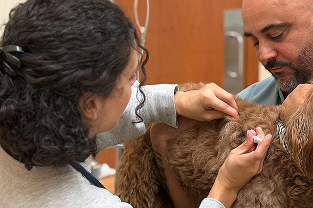 Pet Vaccines in Doral