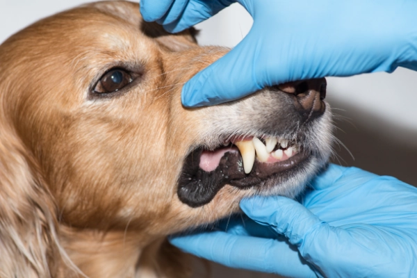 Dog Image