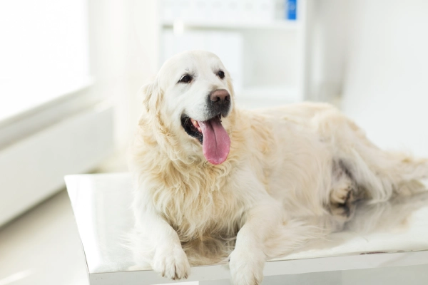 Dog Image