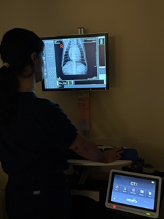 A veterinarian carefully examines a cat at the animal hospital Doral clinic.