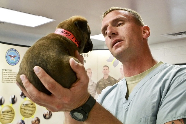 Dog Image