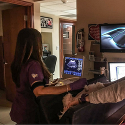 Dr. Lilly Uribazo